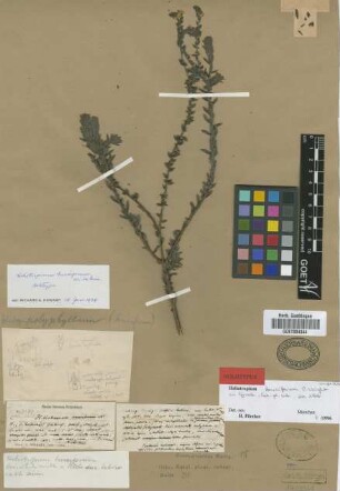 Heliotropium polyphyllum Lehm.