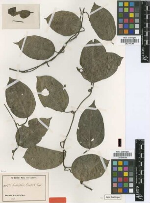 Aristolochia zenkeri Engl. [type]