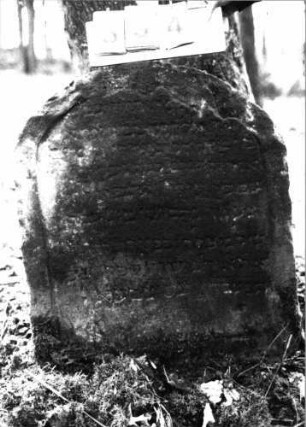 Grabstein 894 (Index: 99751175) Material: Sandstein Zustand: leicht verwittert/Textverlust/beschädigt Maße HxBxT: 86x70x12 cm Beschreibung: Stele, Segmentbogenabschluß, eingetieftes Schriftfeld Besonderheit: ungelenke Schrift: Grabstein 894