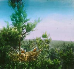 Vögel. Horst des Turmfalken (Falco tinnunculus)