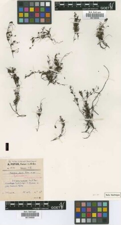 Marsilea tenax Peter [type]