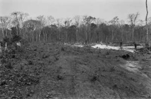 Gerodetes Land : Gerodetes Land für Bauzwecke. Im Hintergrund Bäume.