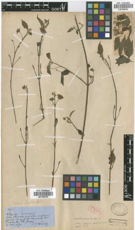 Lippia lantanifolia Griseb. [type]