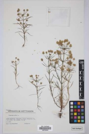 Plantago afra L.