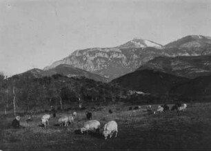Schafherde und Gebirge : Eine Schafherde auf einer Weide. Im Hintergrund der Dajtit