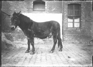 Maulesel, Pferd, männlich, kastriert