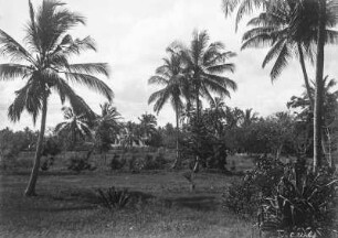Kulturgarten in Daressalam : Landschaft mit Palmen und Agaven im Kulturgarten von Daressalam