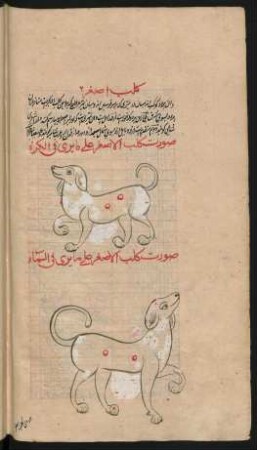 Illustration: Sternbild des kleinen Hundes
