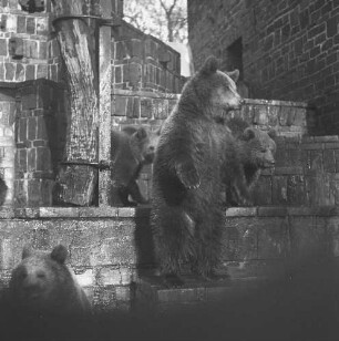 Bärenburg : Leipzig, Zoologischer Garten, Braunbären auf der Bärenburg, erbaut 1929