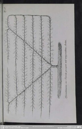 Tf. 12. Pfirsichbaum in´s Viereck gezogen mit wagerechten Aesten