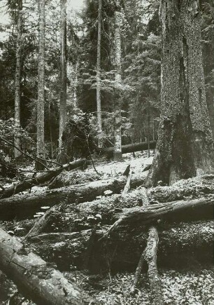 Šumava (deutsch: Böhmerwald), Urwald am Kubani, umgestürzte Bäume
