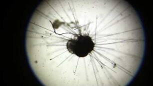 Hastigerina pelagica, Lanzarote 2022