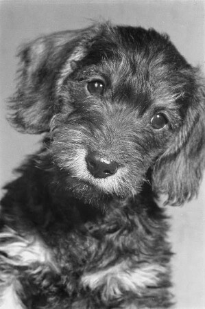 Tiere. Dackel