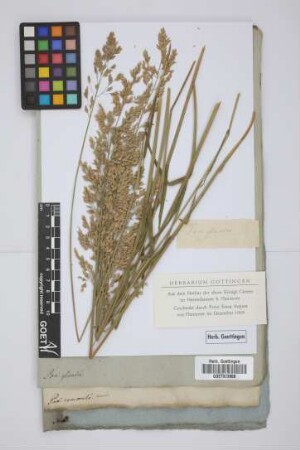 Poa glauca