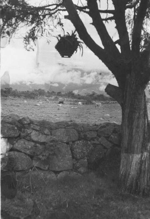 Weide (Lateinamerika-Aufenthalte 1934/1942 – 6. Kolumbien 1938-1942)