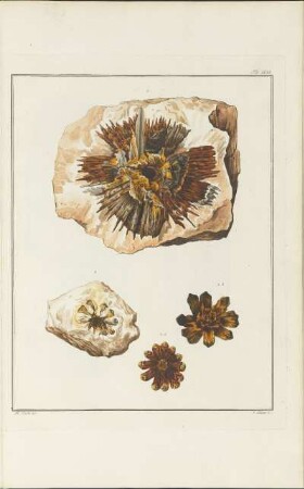 Tab. XLVI.