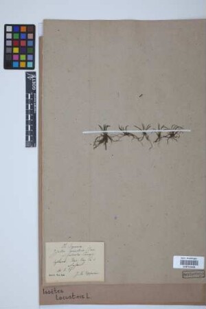 Isoetes lacustris L.