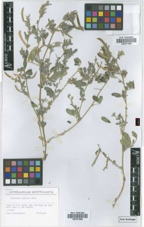 Tephrosia uniflora Pers.