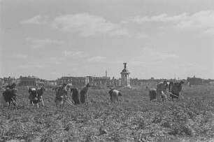 Berlin-Tiergarten. Pflegearbeiten auf einem Kartoffelfeld
