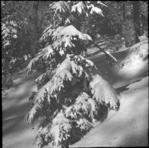 Winter im Schwarzwald