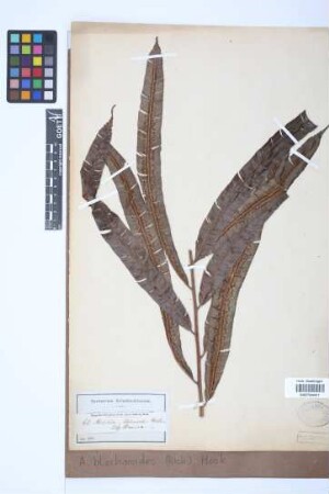 Alsophila blechnoides (Rich.) Hook.
