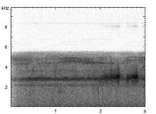 Leptopelis spiritusnoctis - Ruf