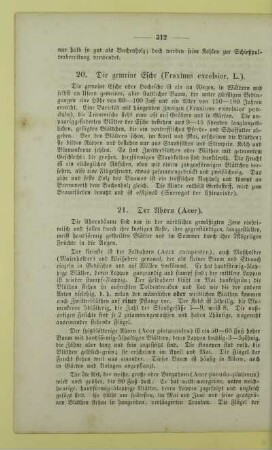 20. Die gemeine Esche (Fraxinus excelsior, L.)