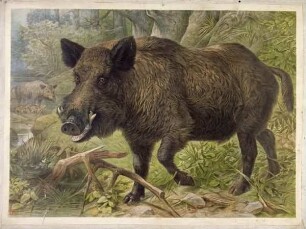 Wildschwein
