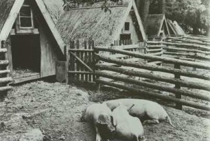 Artgerechte Schweinehaltung