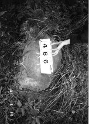 Grabstein 466 (Index: 100095281) Zustand: Fragment: Grabstein 466