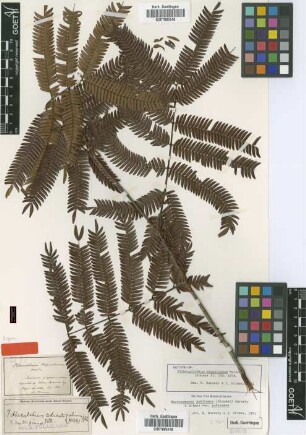 Pithecellobium adiantifolium (Kunth) Benth. var. multipinnum Benth. in Mart.