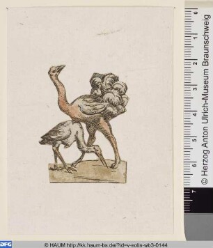 Strauß und Storch