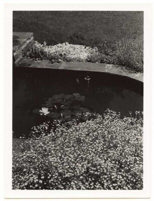 Garten Reinicke, Berlin-Zehlendorf: Wasserbecken mit Seerosen