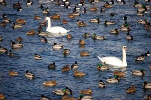 Stockholm - Schwäne und Enten : Schwäne und Enten an der Strömbron-Brücke im Zentrum, aufgenommen 2006 in Stockholm