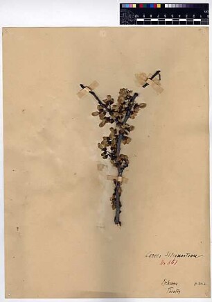 Leguminosae Cericis Siliquastrum Linné, Carl von (1707 - 1778) [Ephesus]
