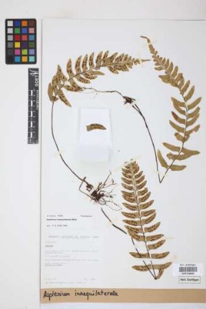 Asplenium inaequilaterale Willd.