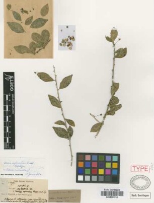 Adelia sylvestris Griseb. [holotype]