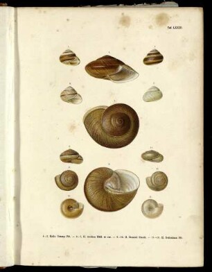 Ser. 1 = Abth. 1, Bd. 3, Taf: Novitates conchologicae. Ser. 1 = Abth. 1. Mollusca extramarina. Bd. 3