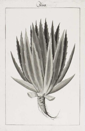 Aloes, Seite 254