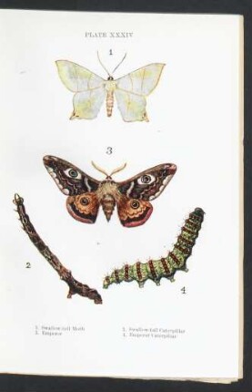 Plate XXXIV