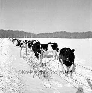 Schulenburg: Landwirtschaft: Kuhherde auf zugeschneiter Weide: davor Zaun: Winter