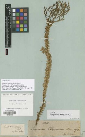 Lycopodium phlegmaria L.