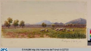 Schafherde auf einer Weide