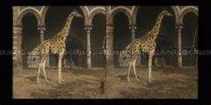 Giraffe, Zoologischer Garten Berlin