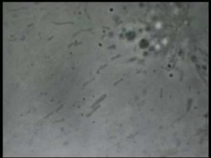 Mitochondrien - Bewegung, Teilung und Fusion
