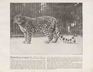 Mantschuren-Leopard