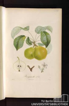 Pl. VIII. Bergamotte d'Été.