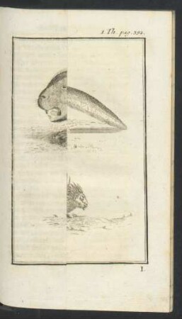 Tafel: A. Igel. B. Stachel-Schwein. C. Bieber.