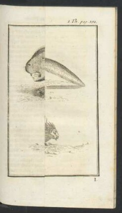 Tafel: A. Igel. B. Stachel-Schwein. C. Bieber.