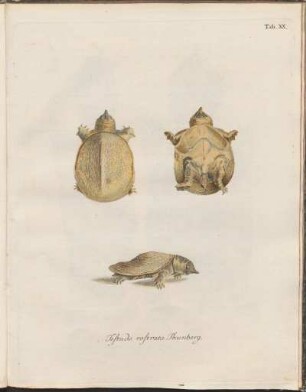 Tab. XX: Testudo rostrata Thunberg.
